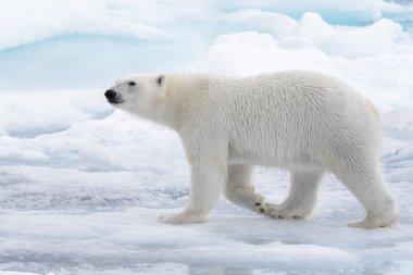 Yabani kutup ayısı Arctic deniz buz paketi suda oluyor