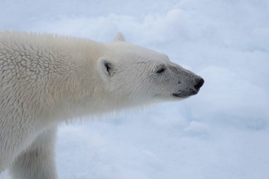 Kutup ayısının (Ursus maritimus) baş yakın çekim