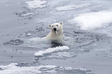 Kutup ayısı (Ursus maritimus) Arctic deniz yüzme yakın çekim