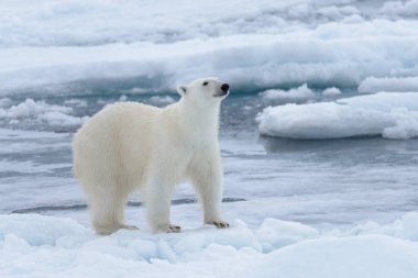 Arctic deniz buz paketi üzerinde yabani kutup ayısı yakın çekim