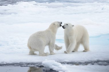 İki genç vahşi kutup kuzeyinde Svalbard Arctic deniz buz paketi oynamak ayı