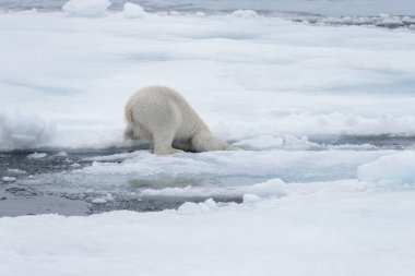 Yabani kutup ayısı Arctic deniz buz paketi suda oluyor