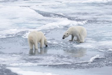 İki genç vahşi kutup kuzeyinde Svalbard Arctic deniz buz paketi oynamak ayı