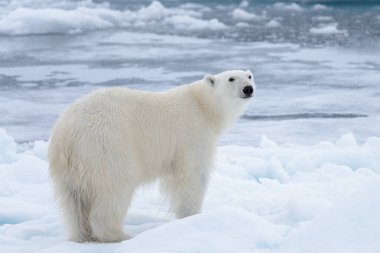 Arctic deniz buz paketi üzerinde yabani kutup ayısı yakın çekim