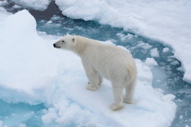 Yabani kutup ayısı üst, havadan görünümden Arctic deniz buz paketi üzerinde