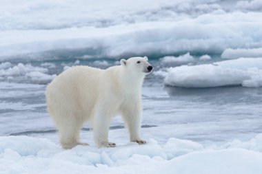 Arctic deniz buz paketi üzerinde yabani kutup ayısı yakın çekim