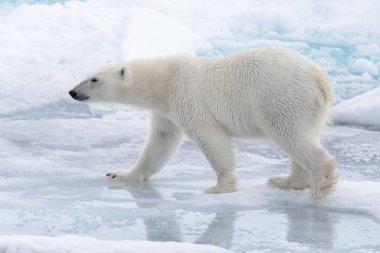 Yabani kutup ayısı Arctic deniz buz paketi suda oluyor