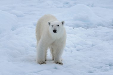 Arctic deniz buz paketi üzerinde yabani kutup ayısı yakın çekim