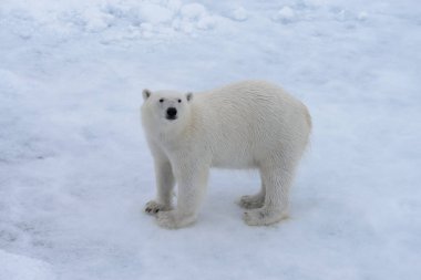 Kuzey Kutup Denizi 'nde buzun üstünde vahşi kutup ayısı