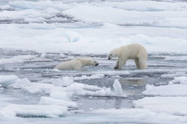 İki genç vahşi kutup kuzeyinde Svalbard Arctic deniz buz paketi oynamak ayı
