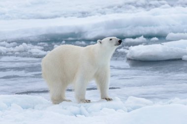 Arctic deniz buz paketi üzerinde yabani kutup ayısı yakın çekim
