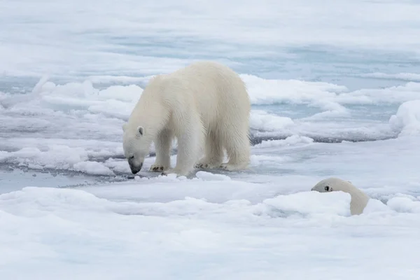 Dos Jóvenes Osos Polares Salvajes Jugando Sobre Hielo Mar Ártico —  Fotos de Stock