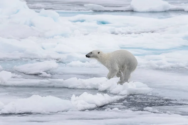 Urso Polar Molhado Que Vai Gelo Pacote Mar Ártico — Fotografia de Stock