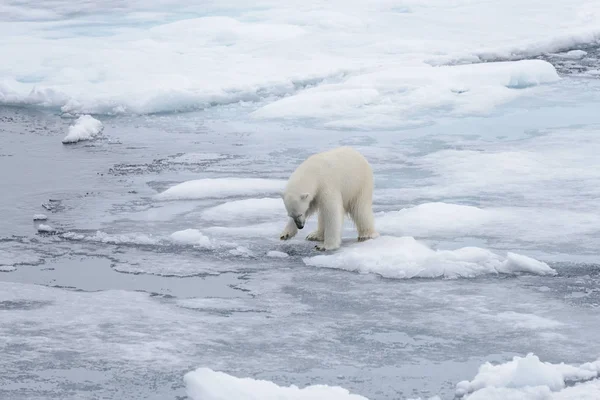 Дикий Білий Ведмідь Дивлячись Воді Pack Льоду Арктичні Моря — стокове фото