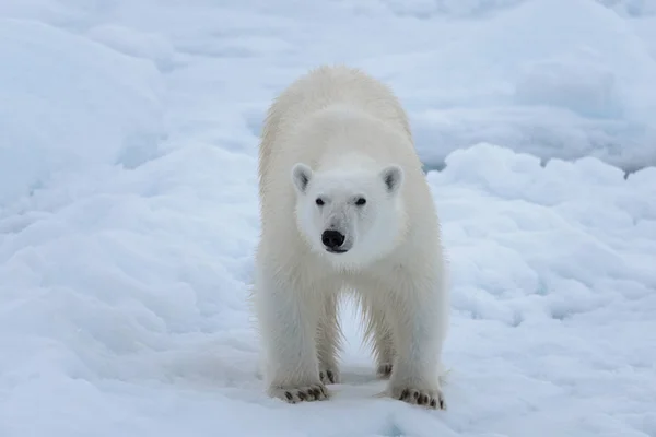 Arctic Deniz Buz Paketi Üzerinde Yabani Kutup Ayısı Yakın Çekim — Stok fotoğraf