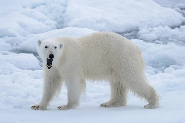 Wilder Eisbär Auf Packeis Arktischen Meer Aus Nächster Nähe — Stockfoto
