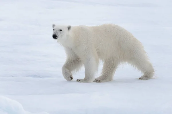 Urso Polar Selvagem Indo Água Gelo Pacote Mar Ártico — Fotografia de Stock