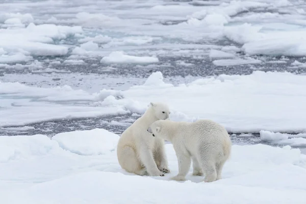 Två Unga Vilda Isbjörnar Spelar Packisen Arktiska Havet — Stockfoto