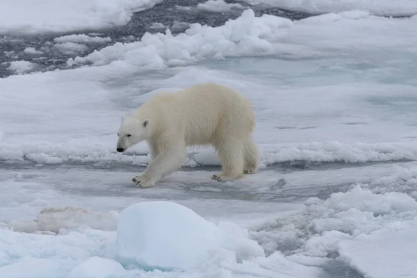 Oso Polar Salvaje Paquete Hielo Mar Ártico — Foto de Stock