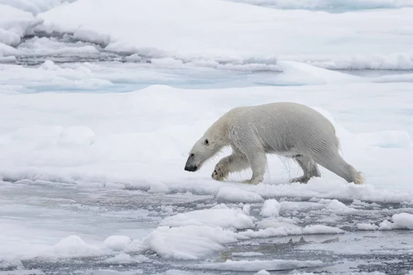 Мокрый Белый Медведь Ходит Льду Арктическом Море — стоковое фото