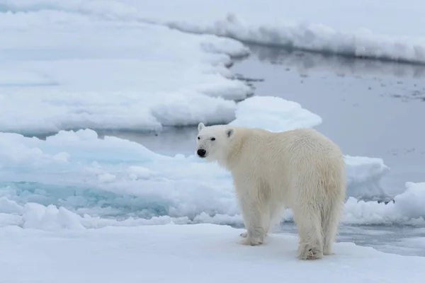 Ours Polaire Sauvage Sur Banquise Dans Mer Arctique Gros Plan — Photo