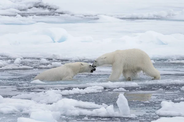 Két Fiatal Vad Jegesmedvék Játszik Jégtáblák Sarkvidéki Tengeri Északi Svalbard — Stock Fotó