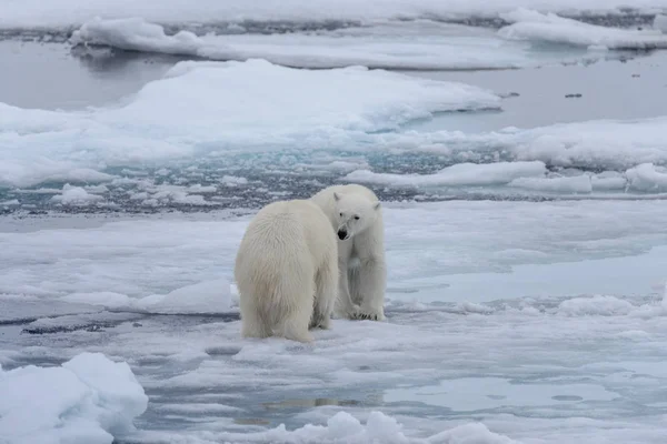 Doi Tineri Urși Polari Sălbatici Jucându Gheață Marea Arctică — Fotografie, imagine de stoc