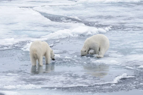 Два Молодих Диких Моржі Грає Pack Льоду Арктичні Моря Півночі — стокове фото