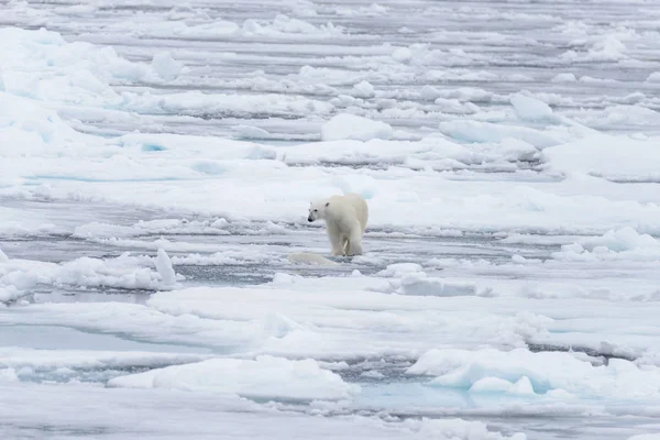 Dos Jóvenes Osos Polares Salvajes Jugando Sobre Hielo Mar Ártico —  Fotos de Stock