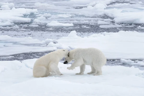 Twee Jonge Wilde Ijsberen Spelen Pakijs Het Arctische Zee — Stockfoto