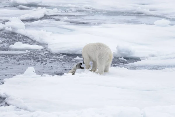Genç Vahşi Kutup Kuzeyinde Svalbard Arctic Deniz Buz Paketi Oynamak — Stok fotoğraf