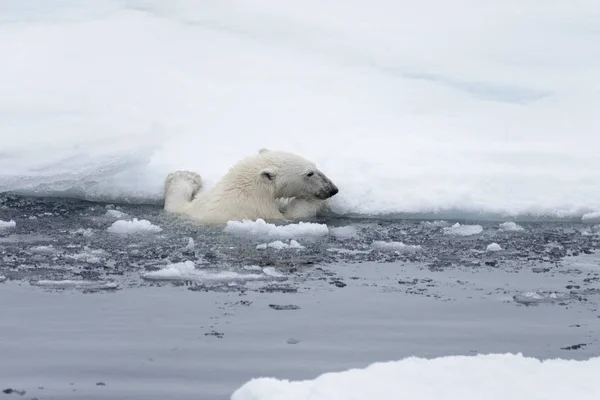 Urso Polar Ursus Maritimus Nadando Mar Ártico Perto — Fotografia de Stock