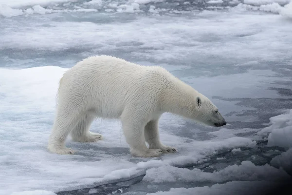 Oso Polar Salvaje Paquete Hielo Mar Ártico — Foto de Stock