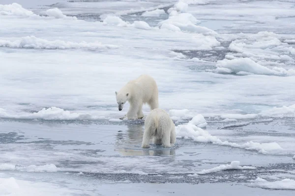 Two Young Wild Polar Bears Playing Pack Ice Arctic Sea — Stock Photo, Image