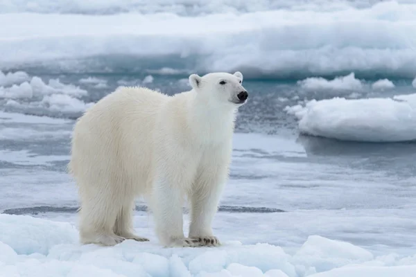 Wild Ledních Medvědů Ledu Arktidě Moři Zblízka — Stock fotografie