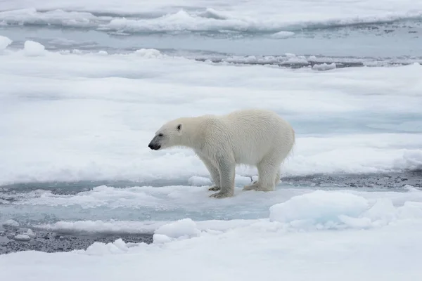 Мокрый Белый Медведь Стряхивается Паковом Льду Арктическом Море — стоковое фото