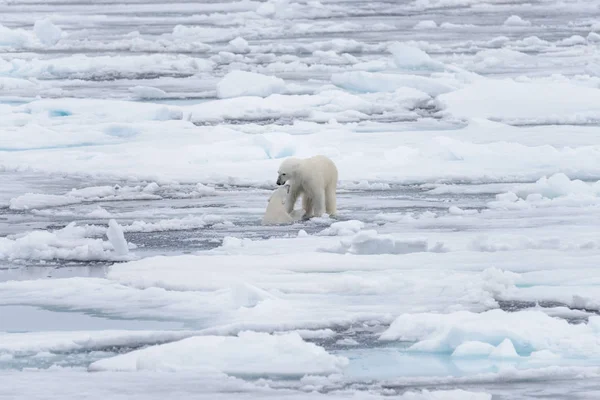 Два Молодих Диких Моржі Грає Pack Льоду Арктичні Моря Півночі — стокове фото