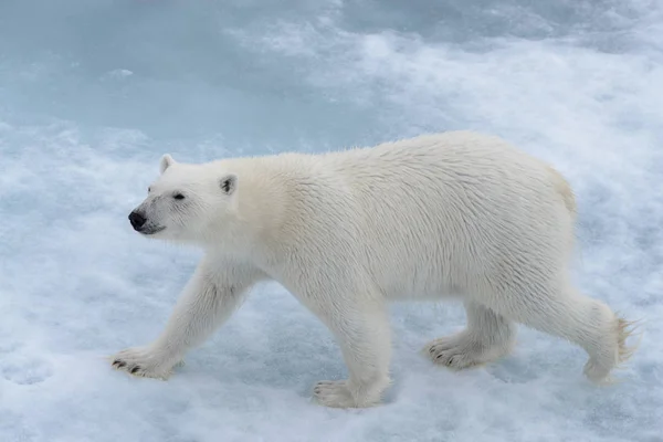 Arctic Deniz Buz Paketi Üzerinde Yabani Kutup Ayısı Yakın Çekim — Stok fotoğraf