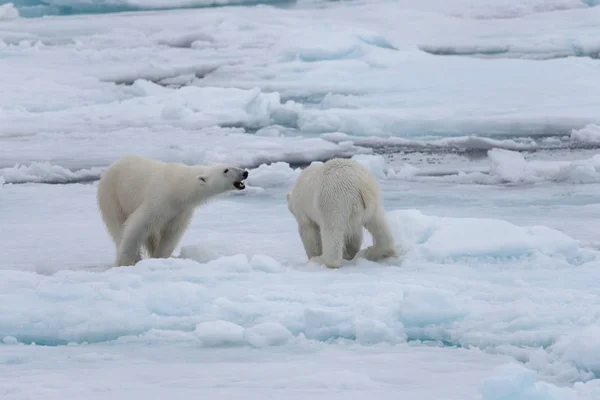 Zwei Junge Wilde Eisbären Spielen Auf Packeis Arktischen Meer — Stockfoto