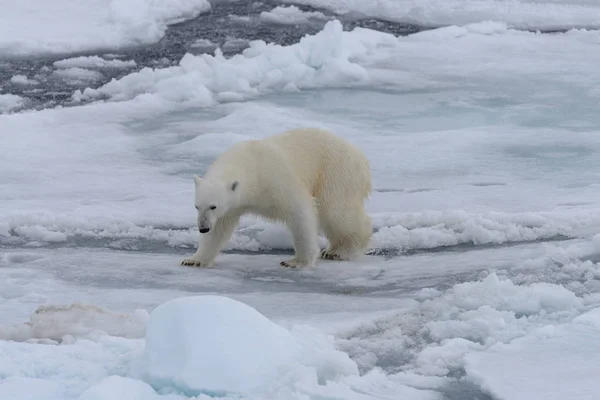 Orso Polare Selvatico Branco Nel Mare Artico — Foto Stock