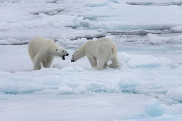 Dvě Mladé Divoké Ledních Medvědů Ledu Arktidě Moři — Stock fotografie