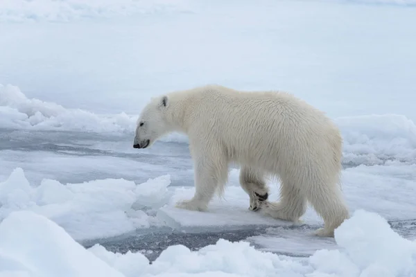 Oso Polar Salvaje Paquete Hielo Mar Ártico Cerca — Foto de Stock