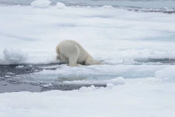 Oso Polar Salvaje Agua Sobre Hielo Mar Ártico —  Fotos de Stock