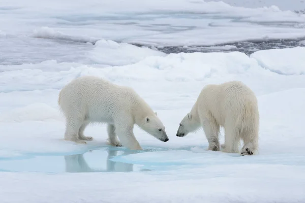 Twee Jonge Wilde Ijsberen Spelen Pakijs Het Arctische Zee — Stockfoto