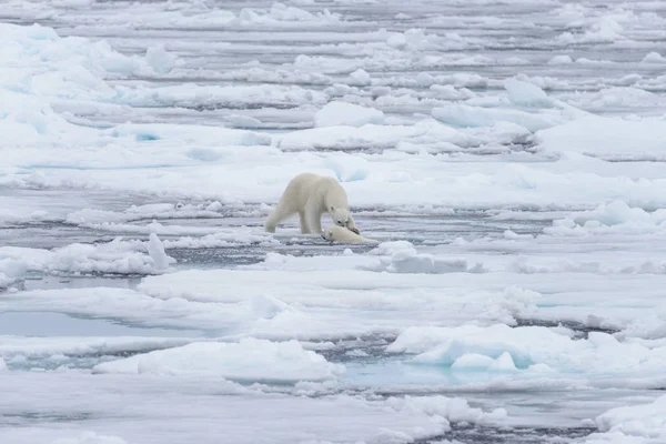 Två Unga Vilda Isbjörnar Spelar Packisen Arktiska Havet Norr Svalbard — Stockfoto