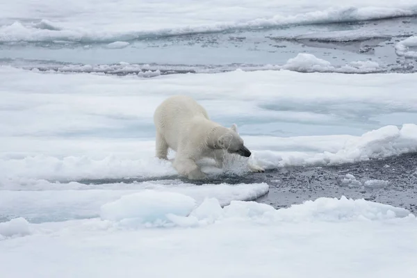 Urso Polar Selvagem Olhando Água Gelo Pacote Mar Ártico — Fotografia de Stock