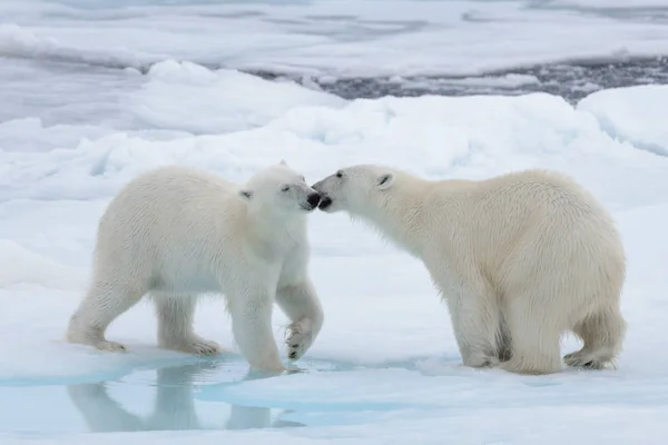 Dos Jóvenes Osos Polares Salvajes Jugando Sobre Hielo Mar Ártico — Foto de Stock