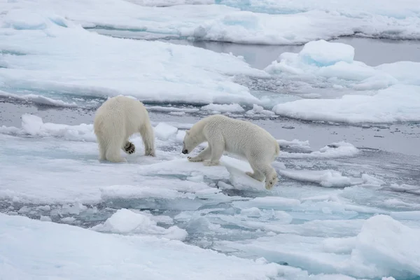 Genç Vahşi Kutup Arctic Deniz Buz Paketi Oynamak Ayı — Stok fotoğraf