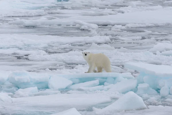 Wild polar bear on pack ice in Arctic sea