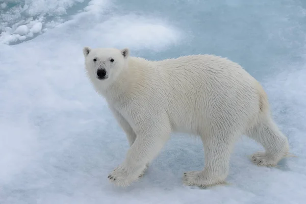 Arctic Deniz Buz Paketi Üzerinde Yabani Kutup Ayısı Yakın Çekim — Stok fotoğraf